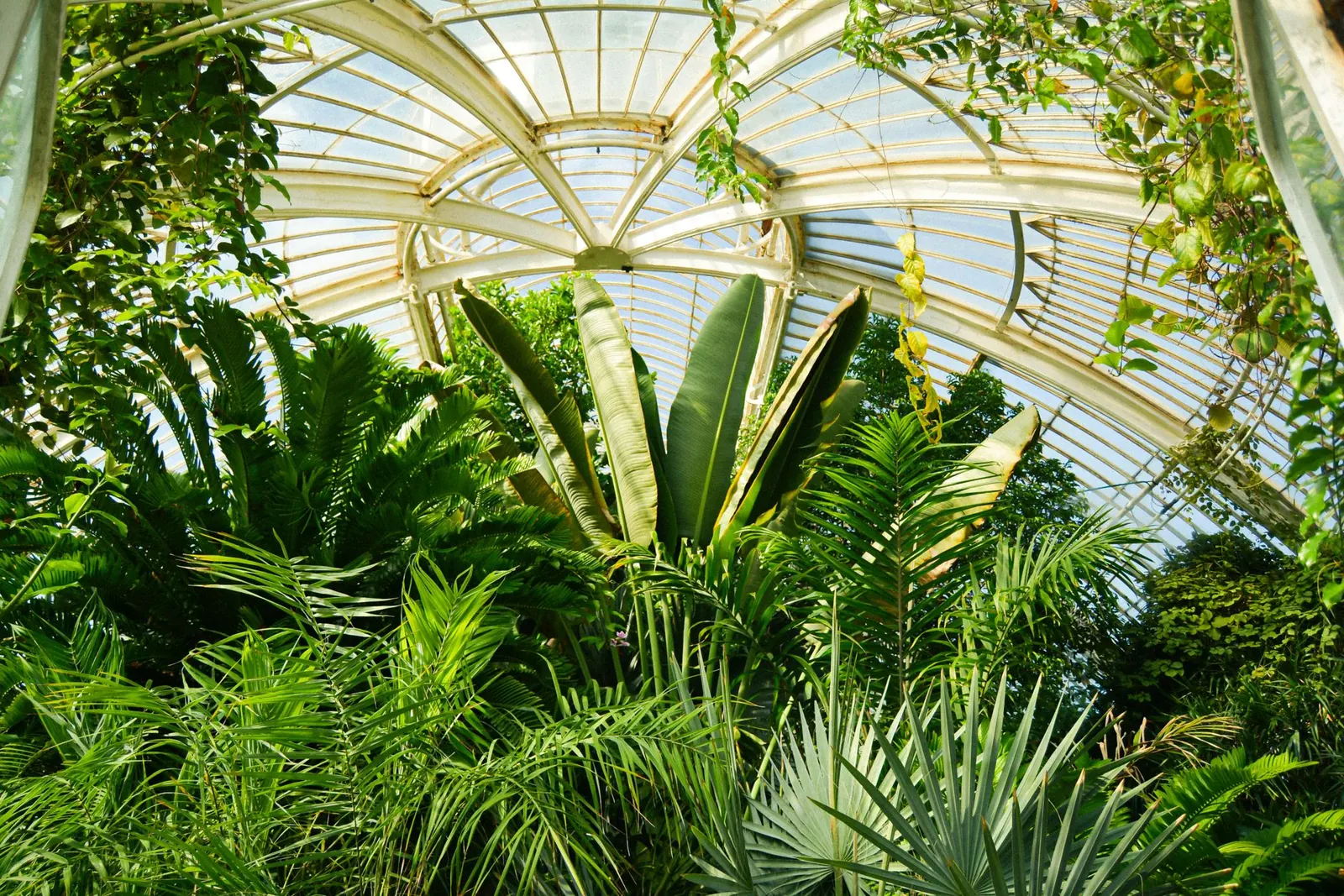 Garfield Park Conservatory vs. Lincoln Park Conservatory