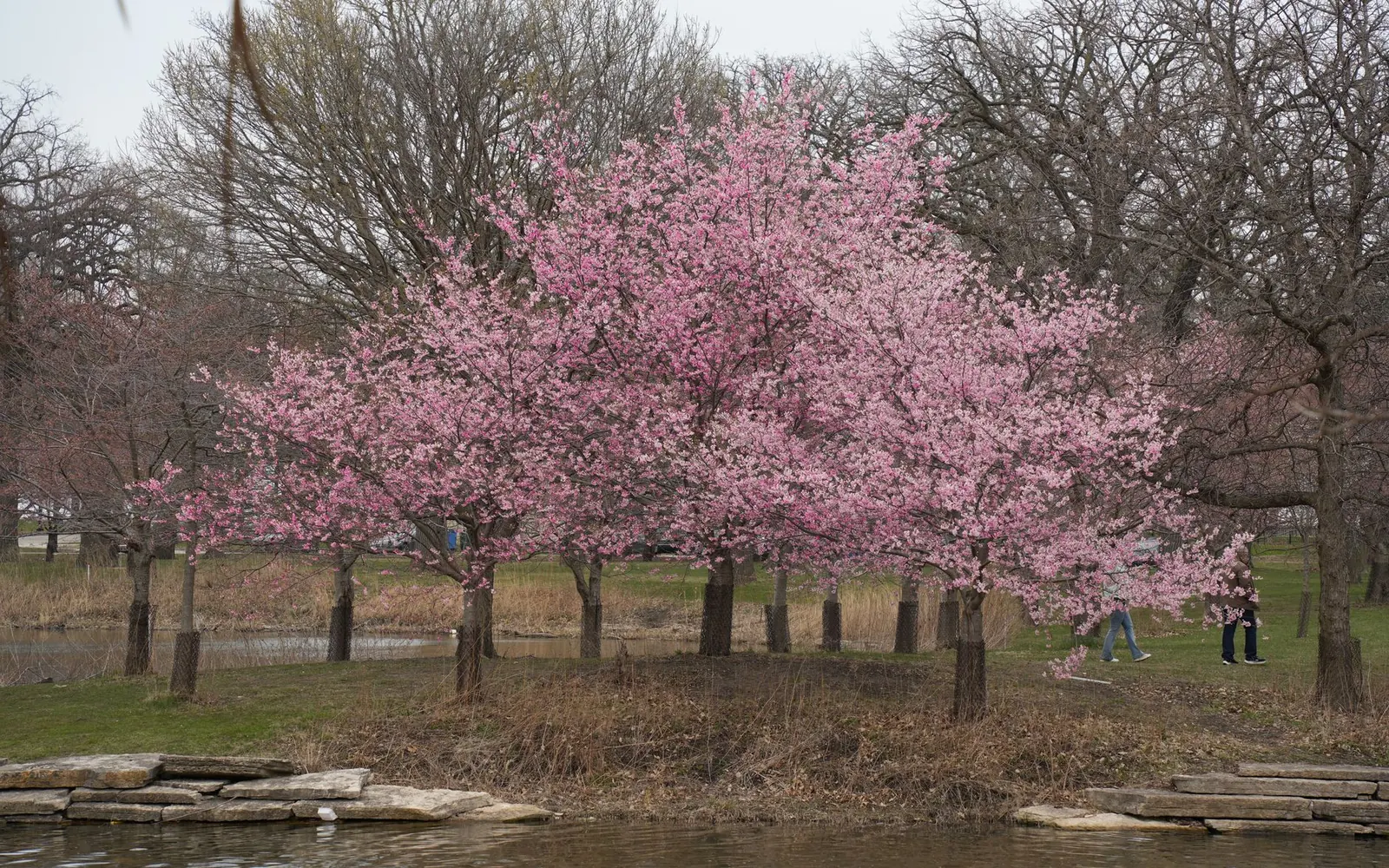 Pink flowering trees along the edge of a pond